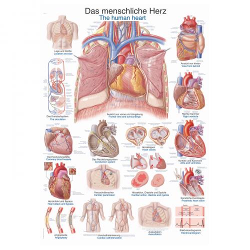 Lehrtafel menschliches Herz (50 x 70)