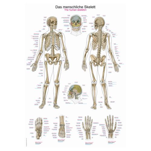 Lehrtafel menschliches Skelett (70 x 100)