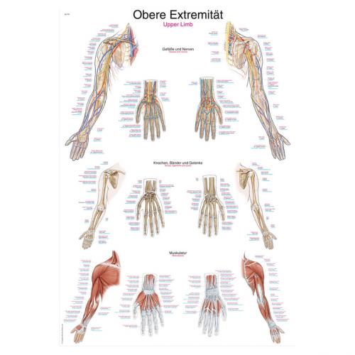 Lehrtafel obere Extremität (70 x 100)