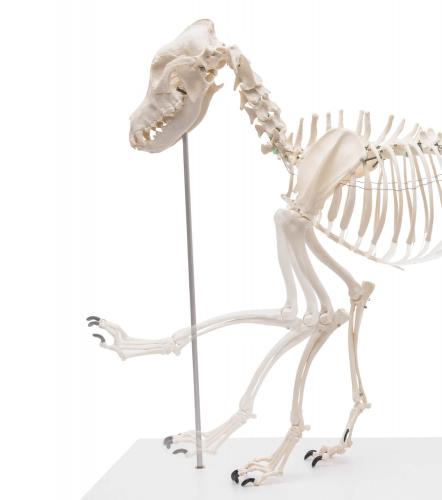 ERLER-ZIMMER | Hundeskelett OLAF (VET1700)