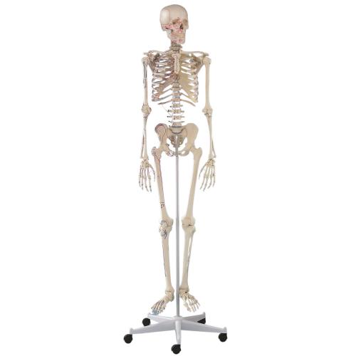 Skelett ARNOLD mit Muskelmarkierungen