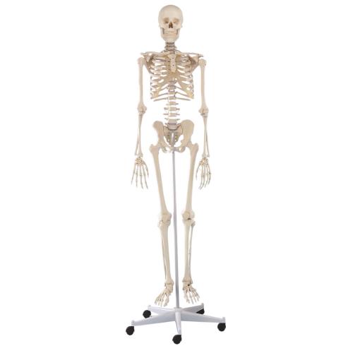 Skelett WILLI