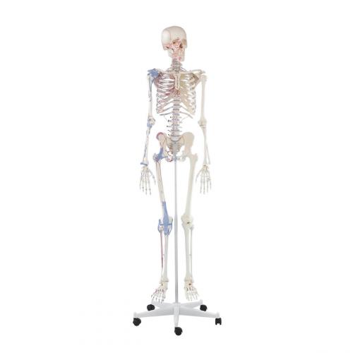 Skelett BERT mit Bandapparat und Muskelmarkierungen