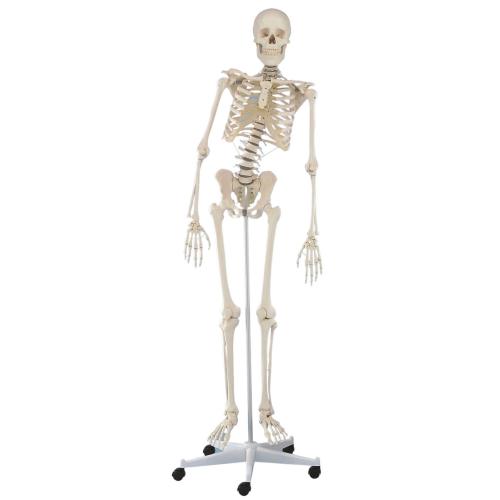 Erler-Zimmer | Skelett HUGO (3014) Schulskelett Skelettmodell Therapieskelett