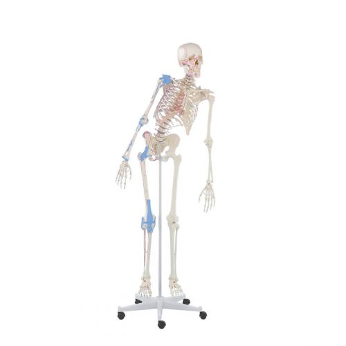 bewegliches Skelett MAX mit Bandapparat und Muskelmarkierungen