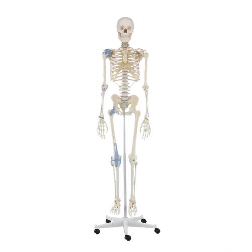 Skelett OTTO mit Bandapparat