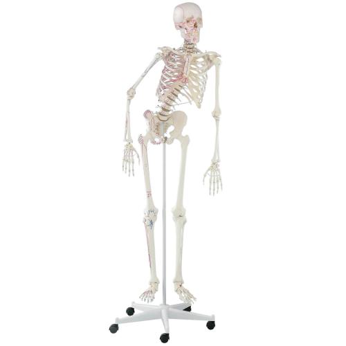 bewegliches Skelett PETER mit Muskelmarkierungen
