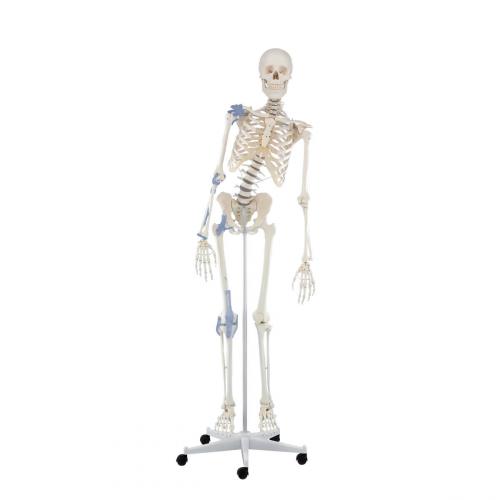 bewegliches Skelett TONI mit Bandapparat