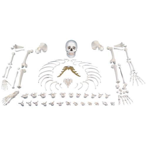 unmontiertes Skelett (Knochensammlung)