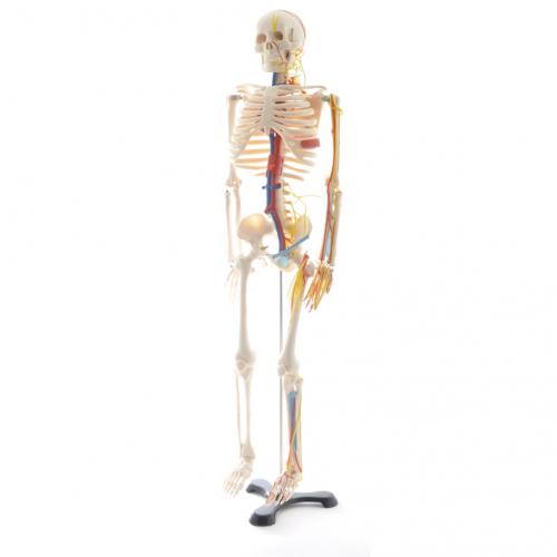 HeineScientific didaktisches Skelett mit Nerven (H130497)