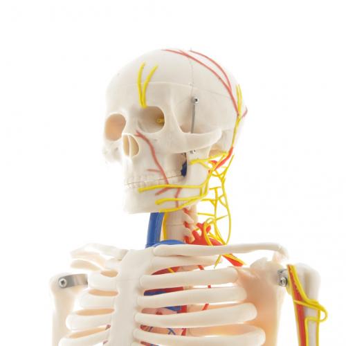 HeineScientific didaktisches Skelett mit Nerven (H130497)