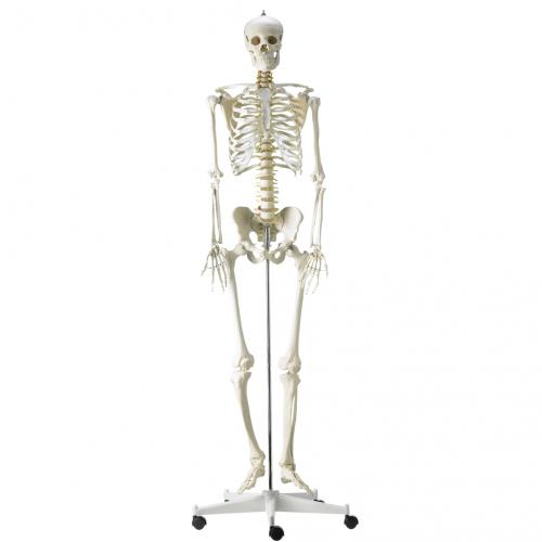 menschliches Skelett