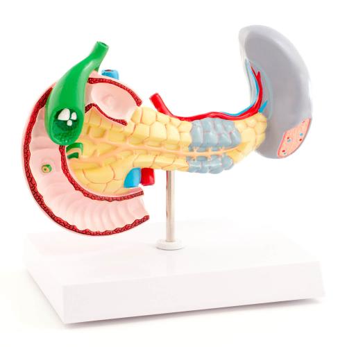 HeineScientific | Bauchspeicheldrüse (H127128)