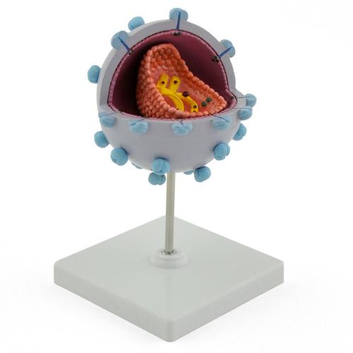 HIV-Virusmodell