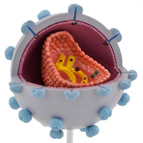 HeineScientific | HIV-Virusmodell (H130499)