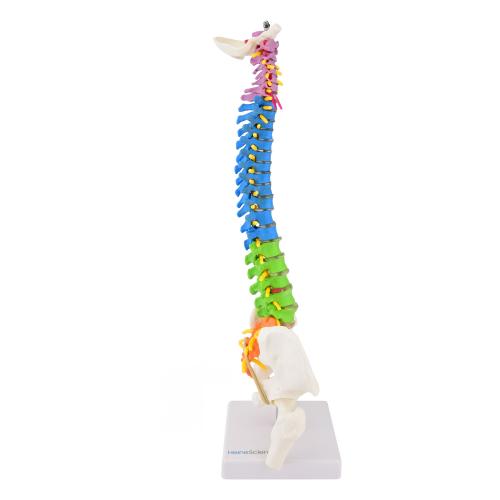 HeineScientific | didaktische Wirbelsäule (H139006)