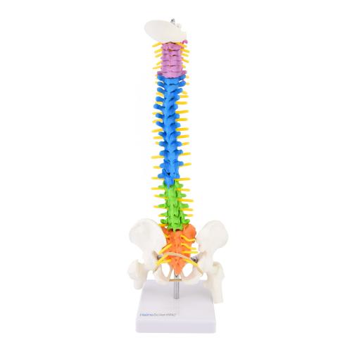 HeineScientific | didaktische Wirbelsäule (H139006)