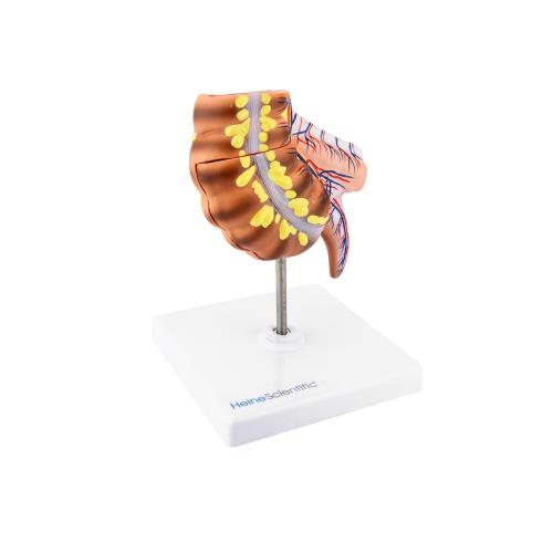 HeineScientific | Appendix Caecum (H139015)