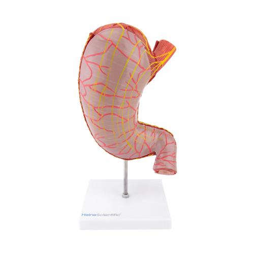 HeineScientific | Magenmodell (H139016)