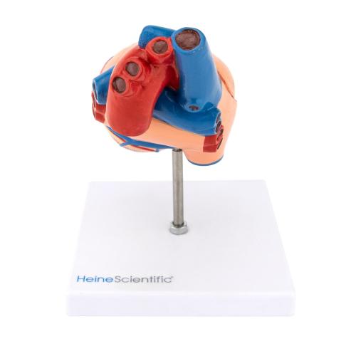 HeineScientific | Herzmodell (H139024)