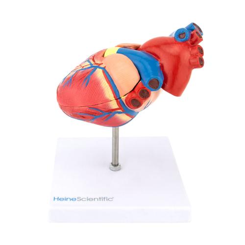 HeineScientific | Herzmodell (H139024)