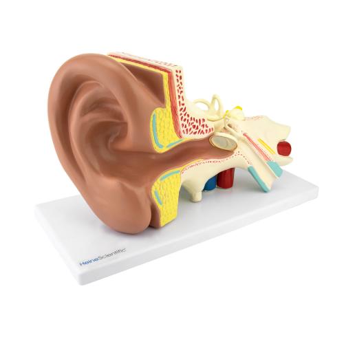 HeineScientific | Ohr (H139035)