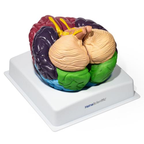 Preview: HeineScientific | Gehirnmodell mit Funktionszonen Brodmann (H139038)