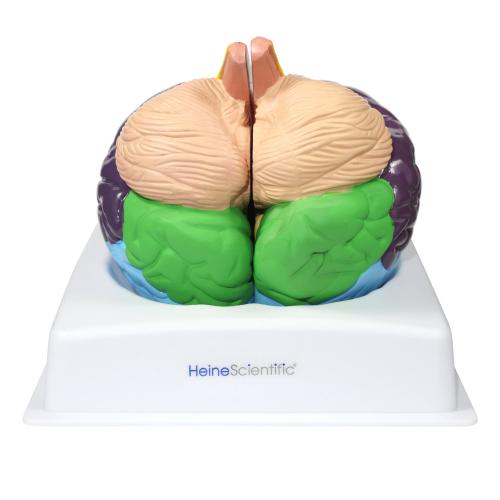 Preview: HeineScientific | Gehirnmodell mit Funktionszonen Brodmann (H139038)