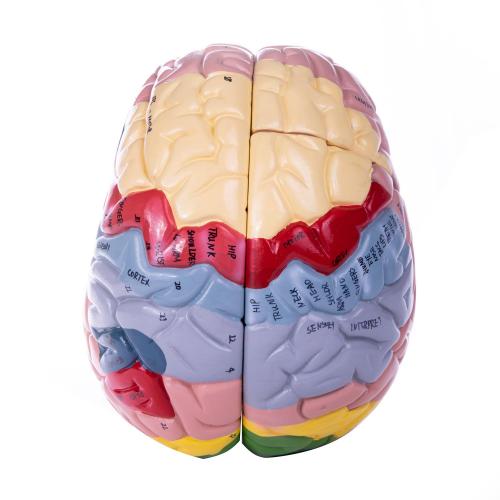 HeineScientific | Gehirnmodell (H139154)
