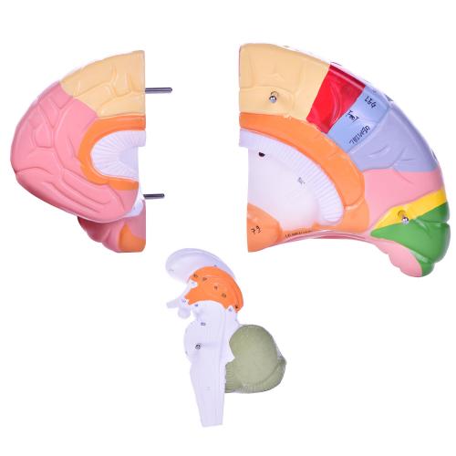 HeineScientific | Gehirnmodell (H139154)