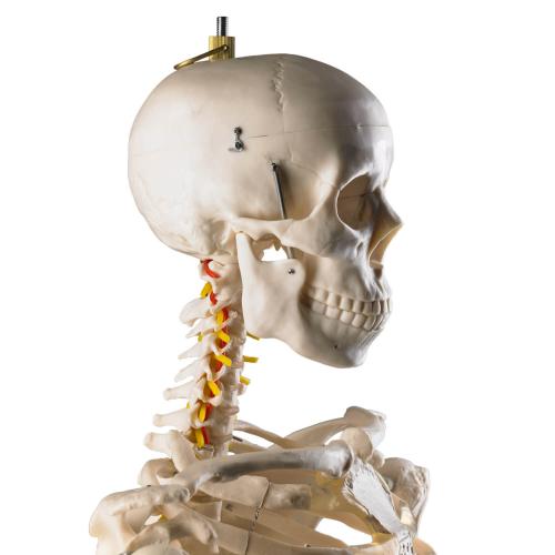 HeineScientific | Menschliches Skelett (H495121)