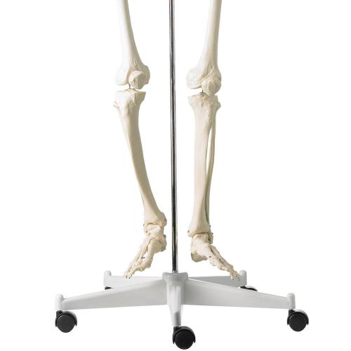 HeineScientific | Menschliches Skelett (H495121)
