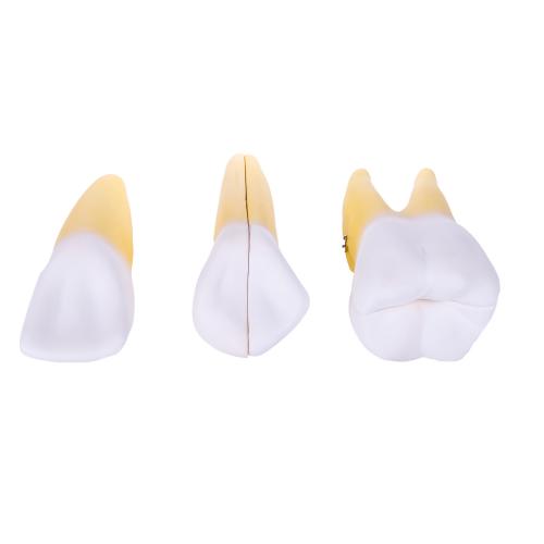 HeineScientific | Zahnmodell 3er-Set (H139155)