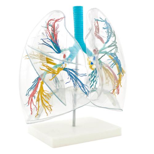 Lungen (transparent)