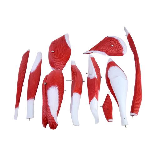 HeineScientific | Muskelmodell Bein (H139012)