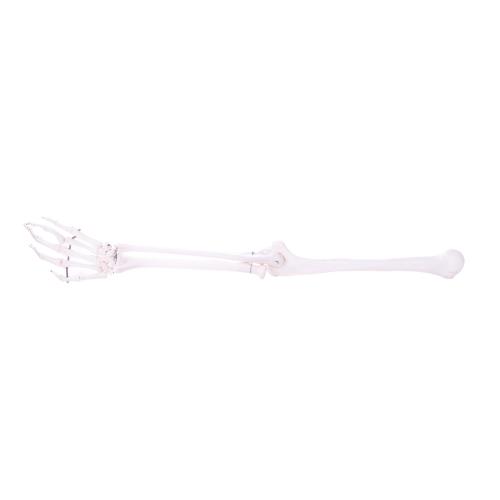 HeineScientific | Skelettmodell Arm (H139151)