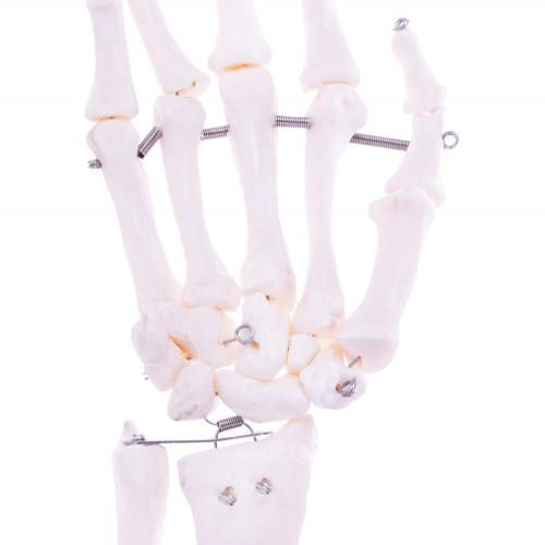 HeineScientific | Skelettmodell Arm (H139151)