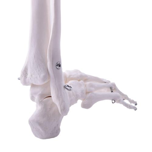 HeineScientific | Skelettmodell Bein (H139152)