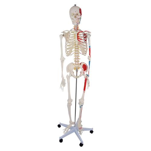 Skelett mit aufgemalten Muskelansätzen