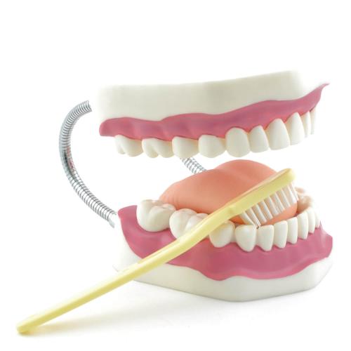HeineScientific Zahnpflegemodell mit Zahnbürste (H130372)