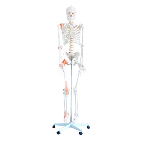 flexibles Skelett