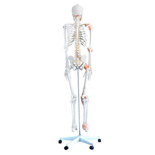 HeineScientific | flexibles Skelett (H130985)