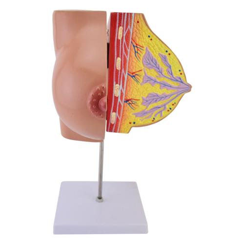 HeineScientific | Brustmodell weiblich (H139032)