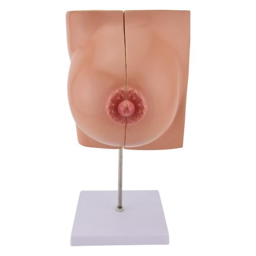 HeineScientific | Brustmodell weiblich (H139032)