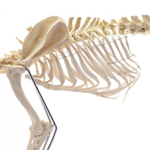 HeineScientific | künstliches Hundeskelett groß (H190915)