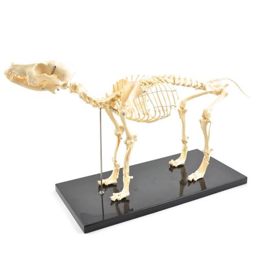 HeineScientific | künstliches Hundeskelett klein (H190910)