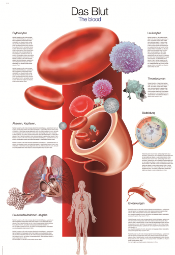Lehrtafel Blut (70 x 100)