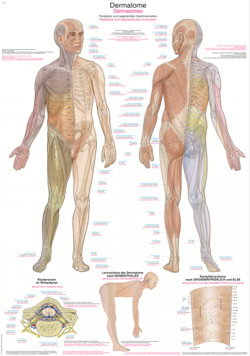 Lehrtafel Dermatome (50 x 70)