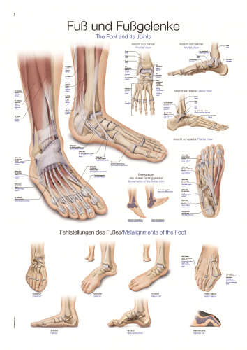 Lehrtafel Fuß Fußgelenke (50 x 70)