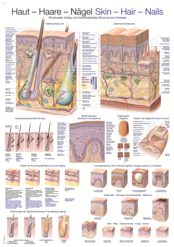 Lehrtafel Haut Haare Nägel (70 x 100)